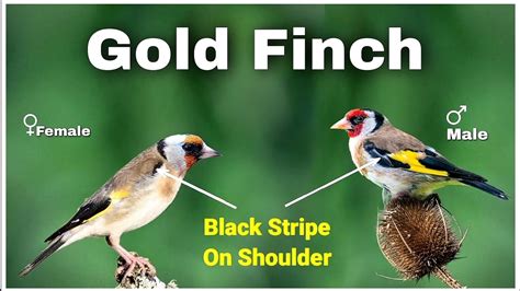 Difference Between Male And Female European Gold Finch Gender