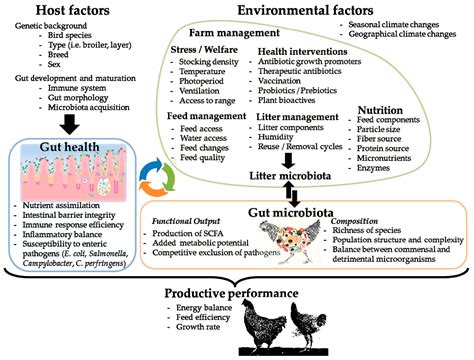 Microorganisms Free Full Text Microbiota Gut Health And Chicken