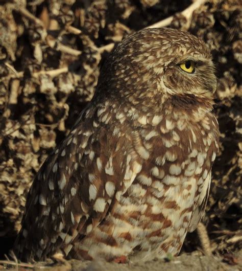 Birdfiles Pictures Burrowing Owl Athene Cunicularia 1 By Kell