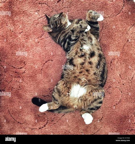 Tabby Cat Relaxing Laying On Its Back Stock Photo Alamy