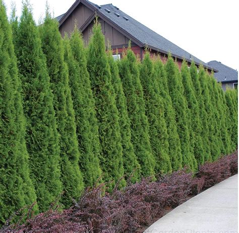 Everything You Need To Know About Emerald Green Arborvitae 41 Off