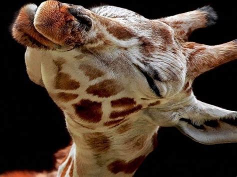 A Baby Giraffe Looking Way Too Happy High Definition Wallpaper