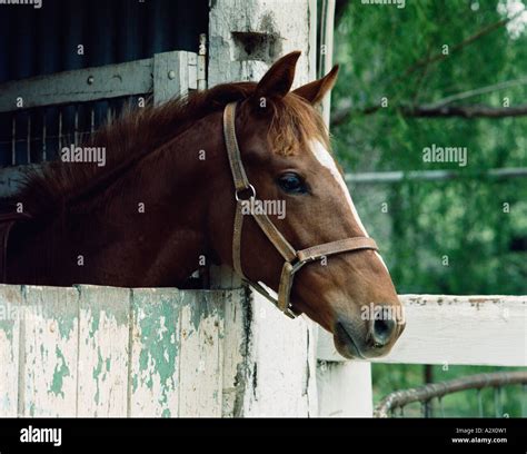 Portrait Of Chestnut Horse Head Looking Out Of Stable Door Thoroughbred