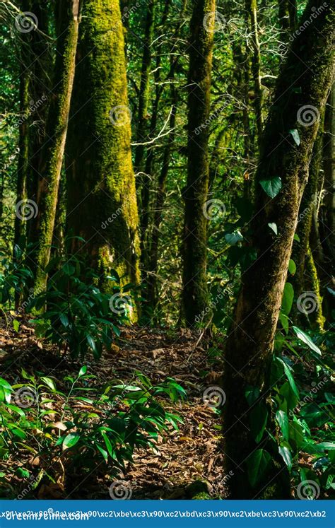 Background Cool Temperate Rainforest Stock Image Image Of Color