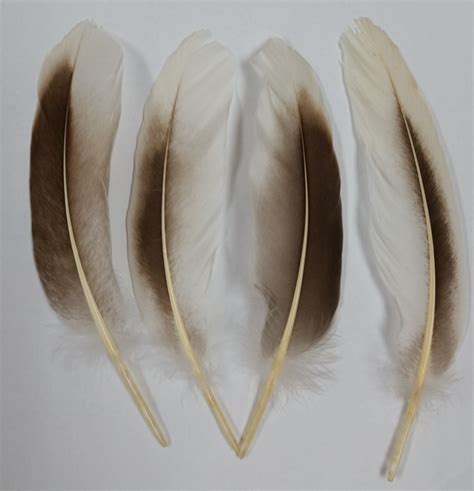 Rooster & Goose Feathers For Sale - Saddles, Hackles ...