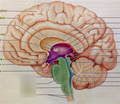 Midsagittal Brain 4th Ventricle Spinal Cord Diagram Quizlet