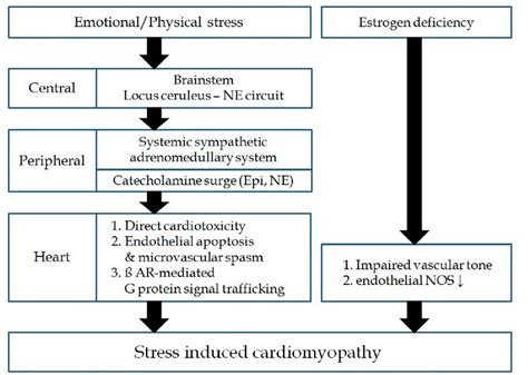 Stress Induced Cardiomyopathy Clinical Observations Takotsubo
