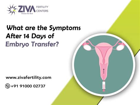What Are The Symptoms After 14 Days Of Embryo Transfer Ziva Fertility