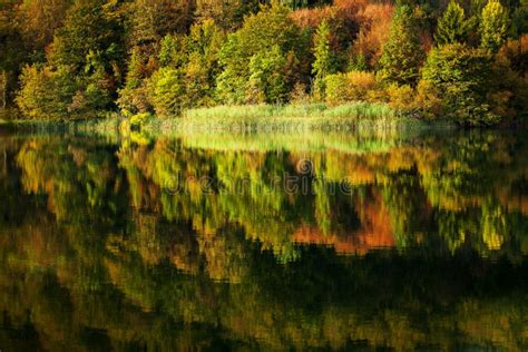 Autumn Forest Reflected In Lake Stock Photo Image Of Nature Seasons