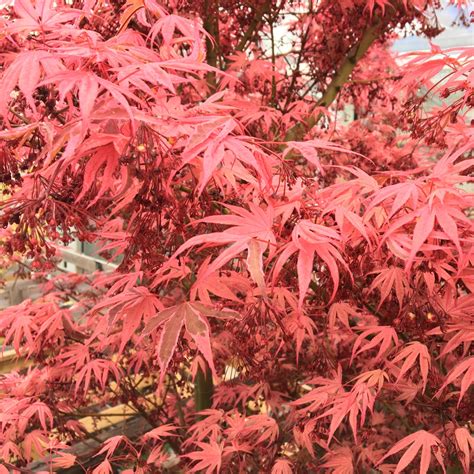 The tree's cascading domelike shape looks especially beautiful near a pond or as the focal point of a bed. Acer Palmatum 'Shirazz', Japanese Maple 'Shirazz' in ...