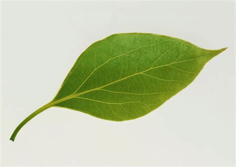 Maybe you would like to learn more about one of these? Stock Photo Gambar Daun Set 01