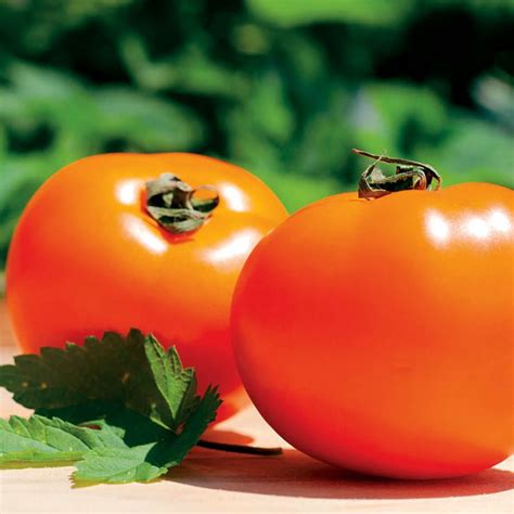 Park Seed World Tomato Society