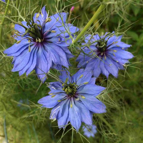 Maybe you would like to learn more about one of these? 12 Best Annual Flowers to Grow From Seed