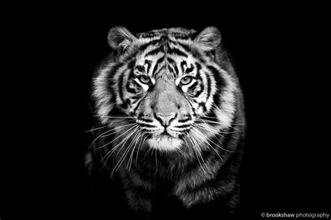 Tiger Predator Close Up Black And White Black Background