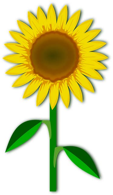 202 free photos of png. Kostenlose Vektorgrafik: Clipart, Flor, Flora, Blume ...