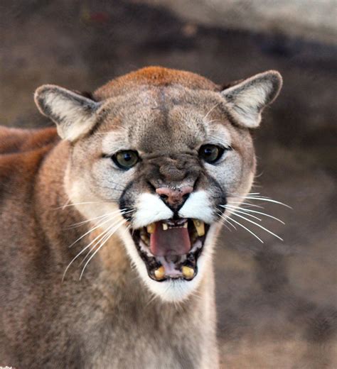 Whats That Smell Carcass Of Dead Cougar Found In Holiday Travelers