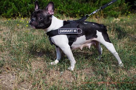 Are french bulldogs good family dogs? Nylon Dog Harness for French Bulldog Training