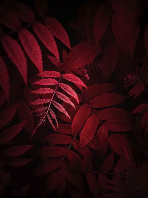 Leaves Plant Red Macro Close Up Hd Phone Wallpaper Peakpx