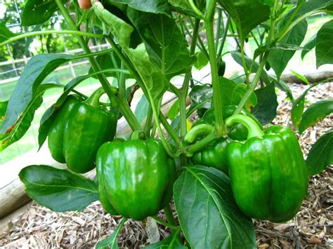 Growing Peppers In Your Container Vegetable Garden Organic Authority