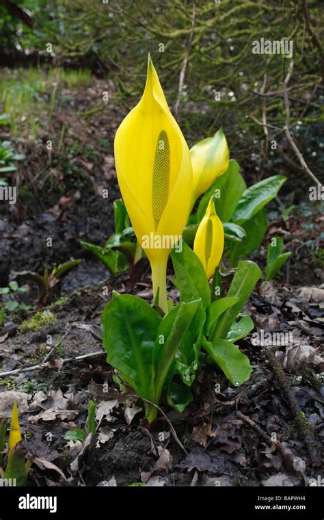 SKUNK CABBAGE Lysichiton americanus PLANT IN FLOWER Stock Photo - Alamy