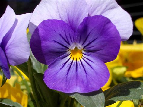 Pansy Flower Photo