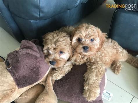 With physical disabilities or people living with anxiety, depression our cavoodle puppies are happy, health family pets with many advantages over other cavoodles you may see for sale. Cavoodle-Puppies-For-Sale