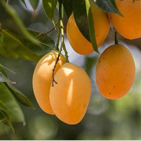 Mango Tree Nature Nursery Central Indias Biggest Nursery In Indore