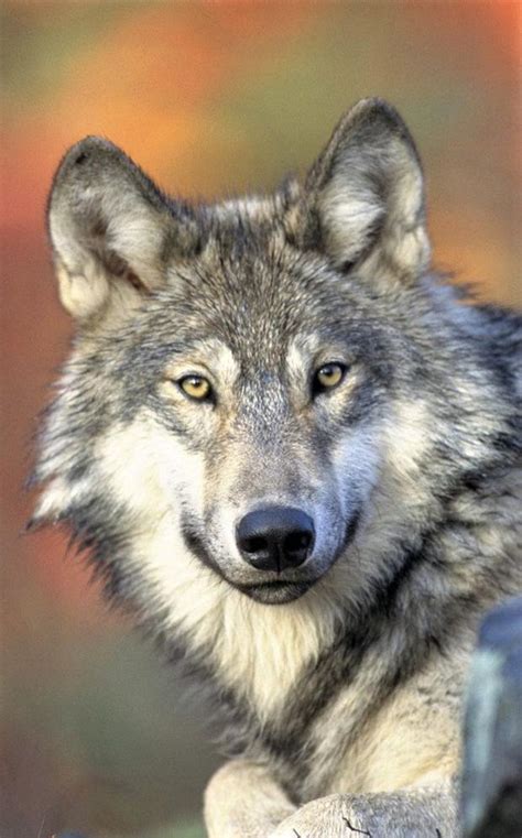 The Grey Wolf Was Once Common On Our Island Independentie