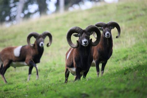 Hybrid Mouflon Sheep Clover Creek Ranch