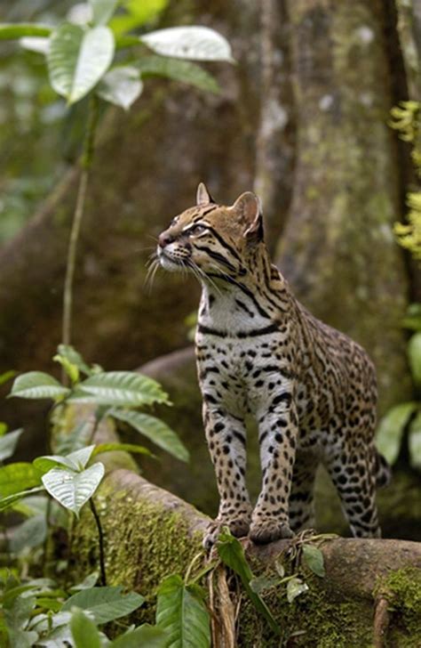 Luckily, culture trip have made things a little easier for you by compiling a list of the best amazonian wildlife destinations. Ocelot(Felis pardalis) standing on buttress root on the forest floor in the Amazon rain forest ...