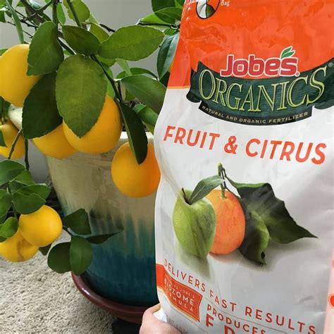 These are some of the important things to consider when choosing a product. People often ask how our Meyer Lemon tree looks so healthy ...