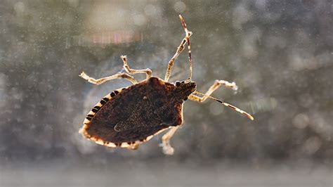 Stink Bugs What To Know What To Do About Them