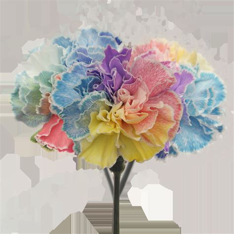 One Dozen Rainbow Carnations Your Choice Of Colors Mothers Day Etsy