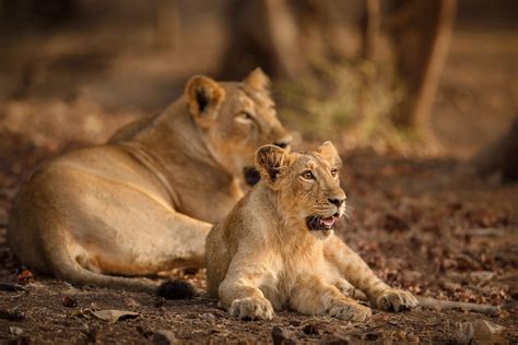 Gir National Park Gujarat How To Reach Information And Timing Veena