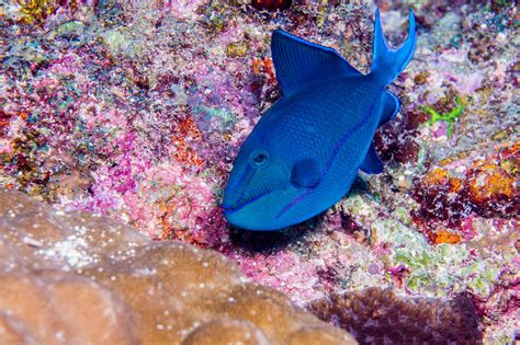 Redtoothed Triggerfish Facts And Photographs Seaunseen
