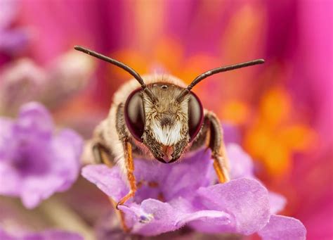 How To Get Rid Of Ground Bees Brody Brothers Pest Control