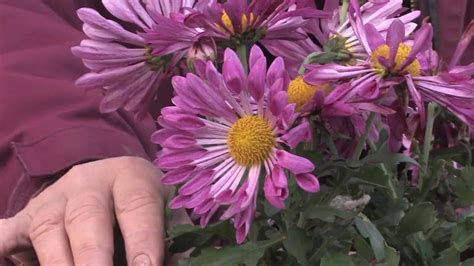 Gardening Tips How To Grow Annual Chrysanthemum Youtube Chrysanthemums