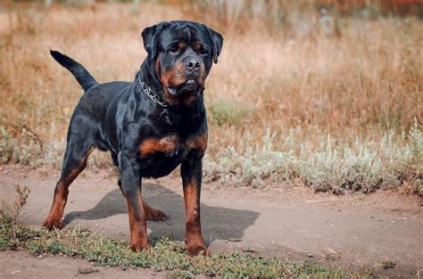 7 Best Dog Harnesses For Rottweilers In 2023 Pawster