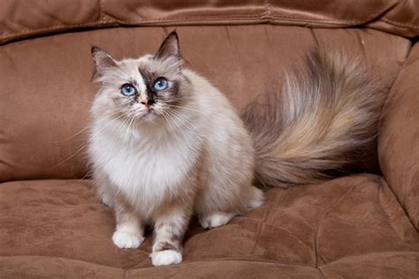 Birman Cat Breed Information And Advice Your Cat