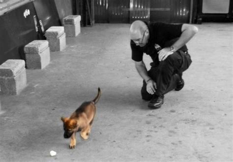 Puppy Police Academy Crime Fighting Canines Put Through Their Paces