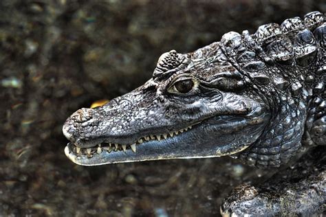 Crocodile Reptile Animal Free Photo On Pixabay