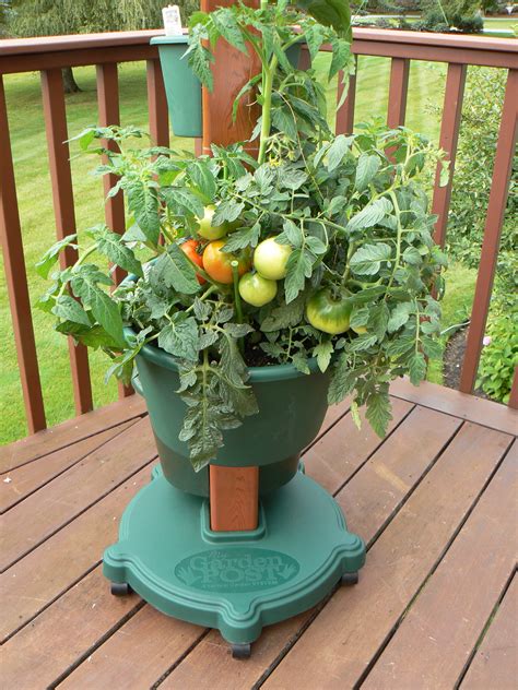 Growing Tomatoes In Containers My Garden Post