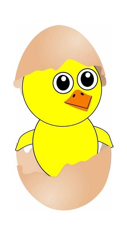 Chick Egg Cartoon Coming Funny Hat Clipart