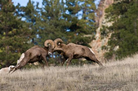 Bighorn Sheep Fighting