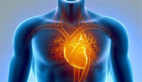 What Are The Symptoms For Cardiovascular Diseases