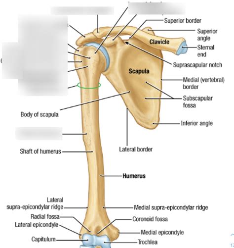 Greater Tubercle Of Humerus
