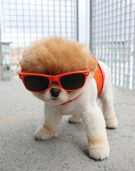 16 Best Super Cute Puppies Images On Pinterest Fluffy