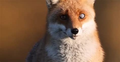 Wild Fox With Heterochromia Beautifully Captured On Camera Sharedots