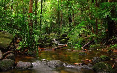 Amazon Rainforest Wallpaper 69 Images