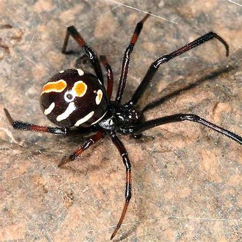 This neurotoxic protein is one of the most potent venoms secreted by treatment for serious reactions to a black widow spider's bite will be beyond the scope of most medical offices and urgent care centers. Poisonous spider extends her web to GTA | The Star